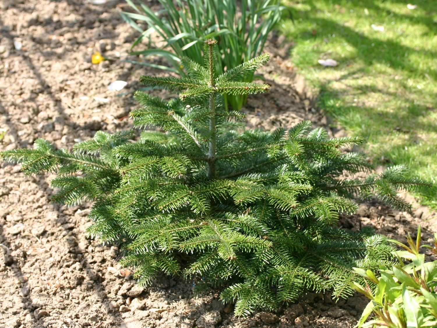 Nordmann Tanne / KaukasusTanne Abies nordmanniana