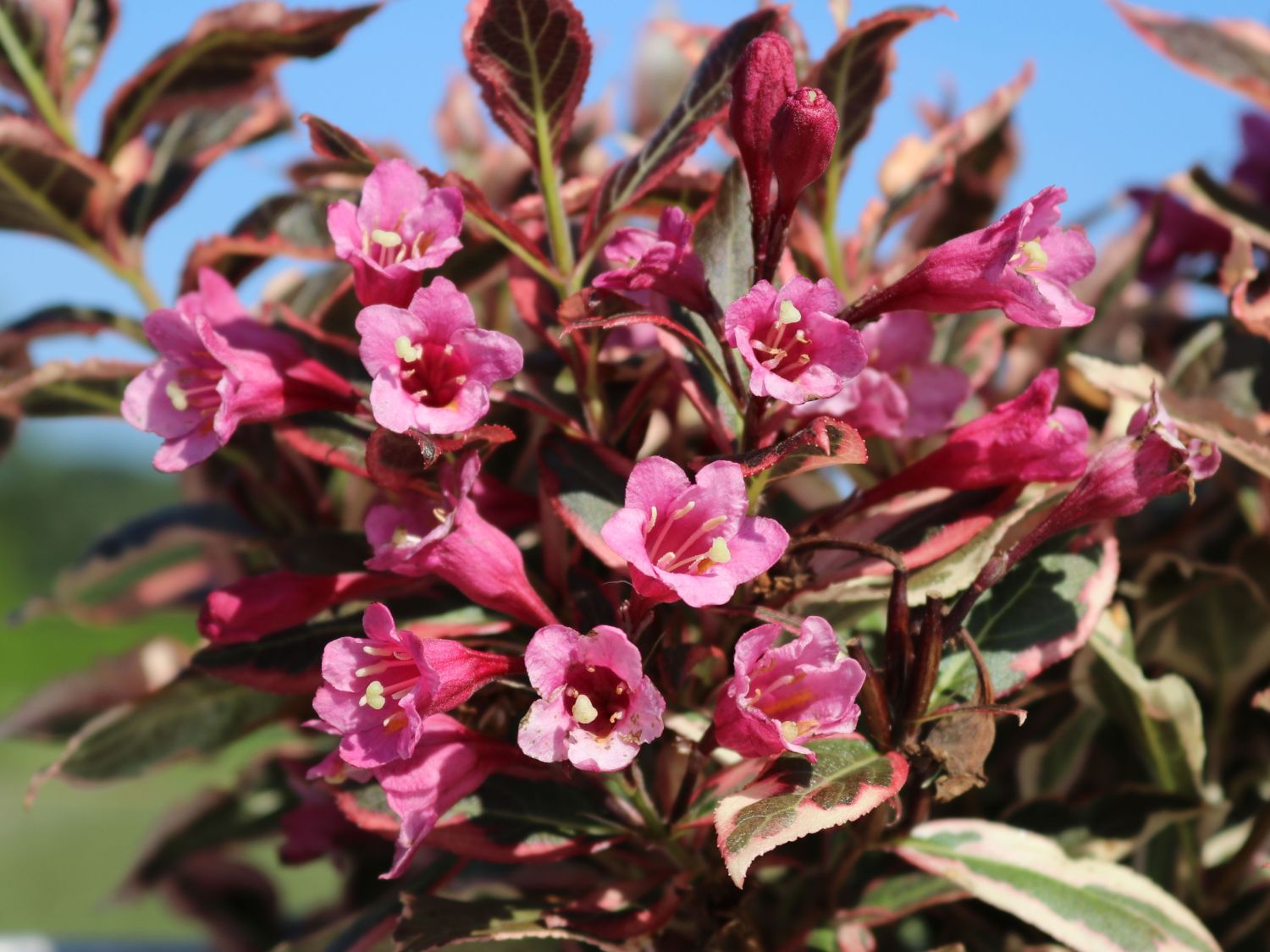 ZwergWeigelie Weigela florida Baumschule Horstmann