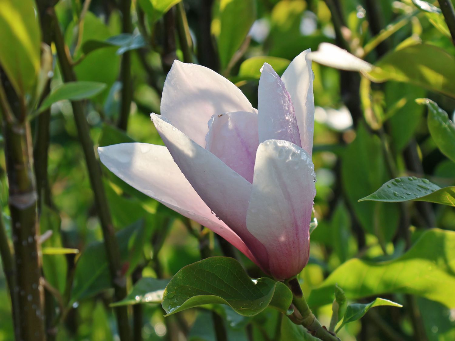 Magnolia soulangiana 'Heaven Scent' 28,90 Euro/Stück