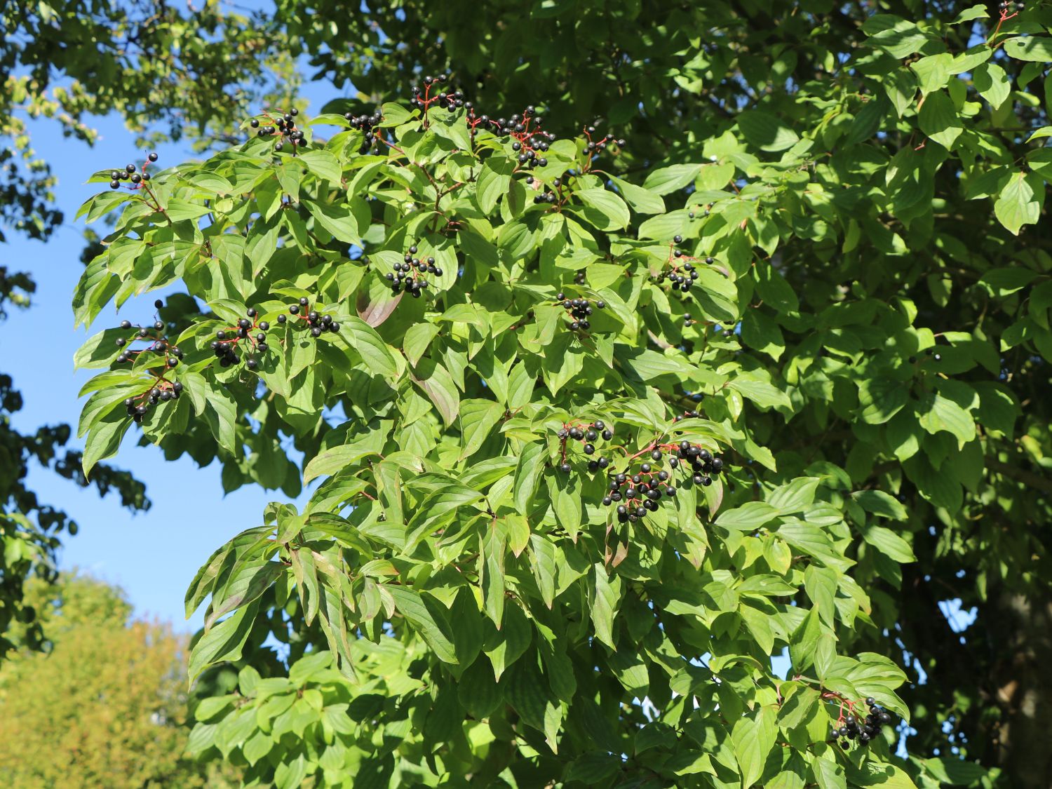 Roter Hartriegel Cornus sanguinea Baumschule Horstmann