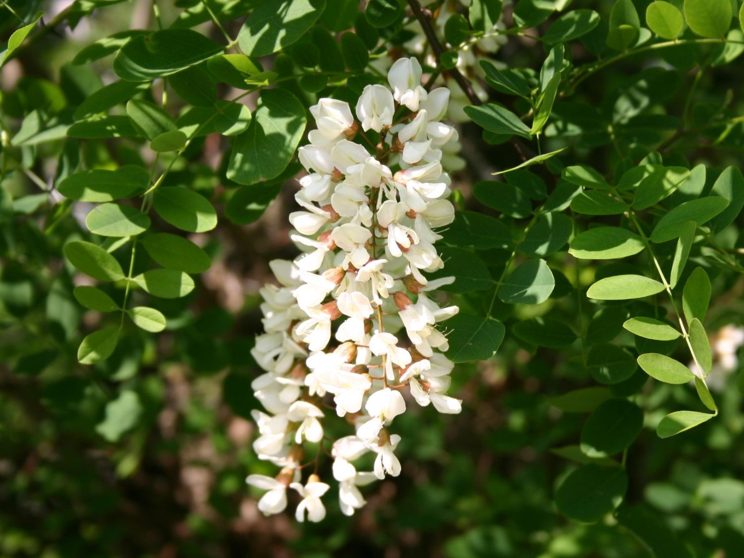 ScheinAkazie Robinia pseudoacacia Baumschule Horstmann