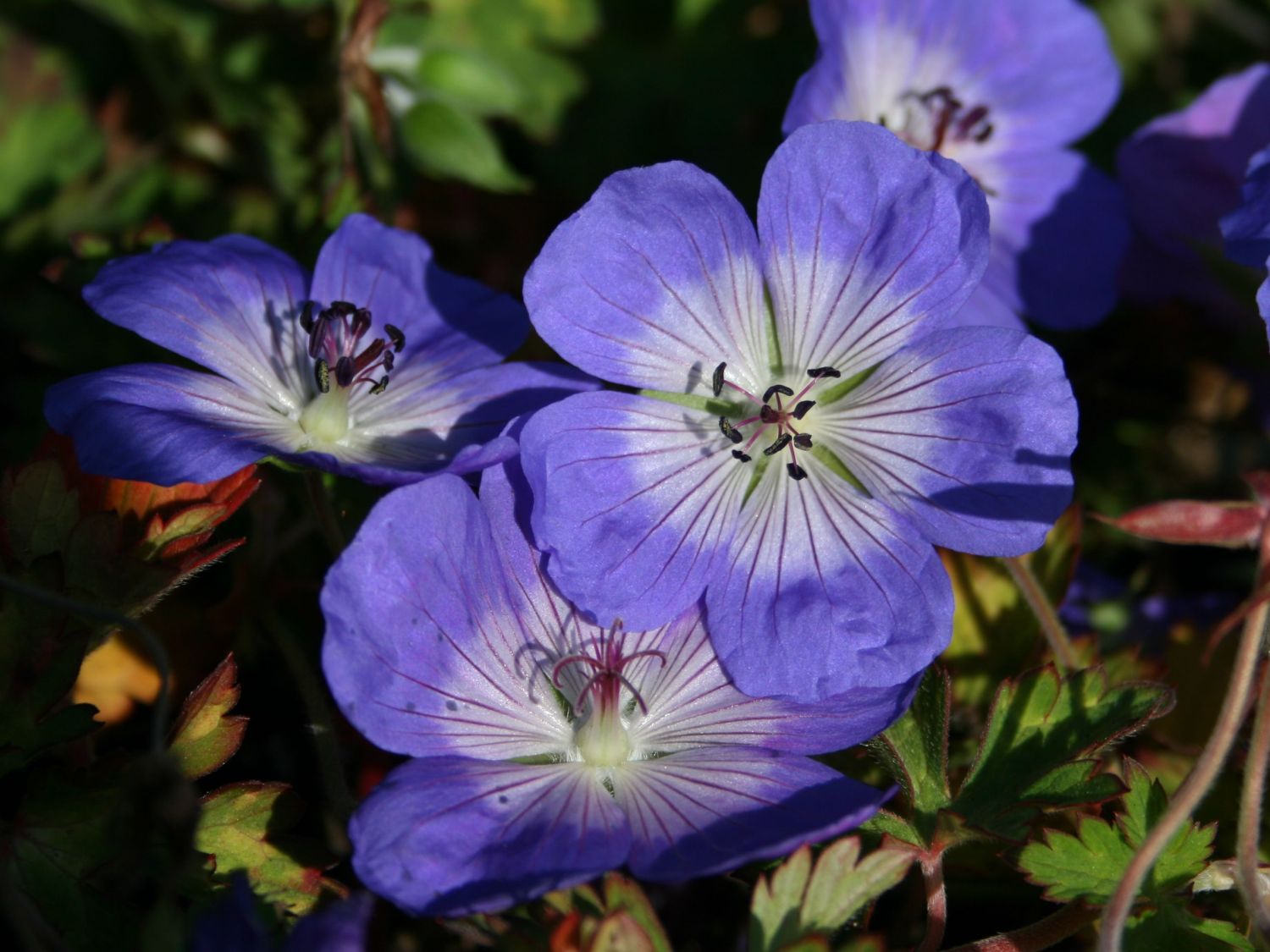 Storchschnabel 'Rozanne' ® Geranium wallichianum 'Rozanne