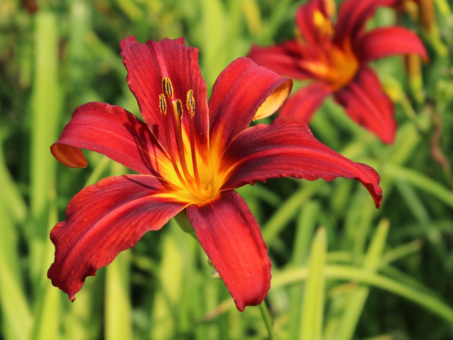 Taglilie ‘Crimson Pirate’ - Hemerocallis x cultorum ‘Crimson Pirate