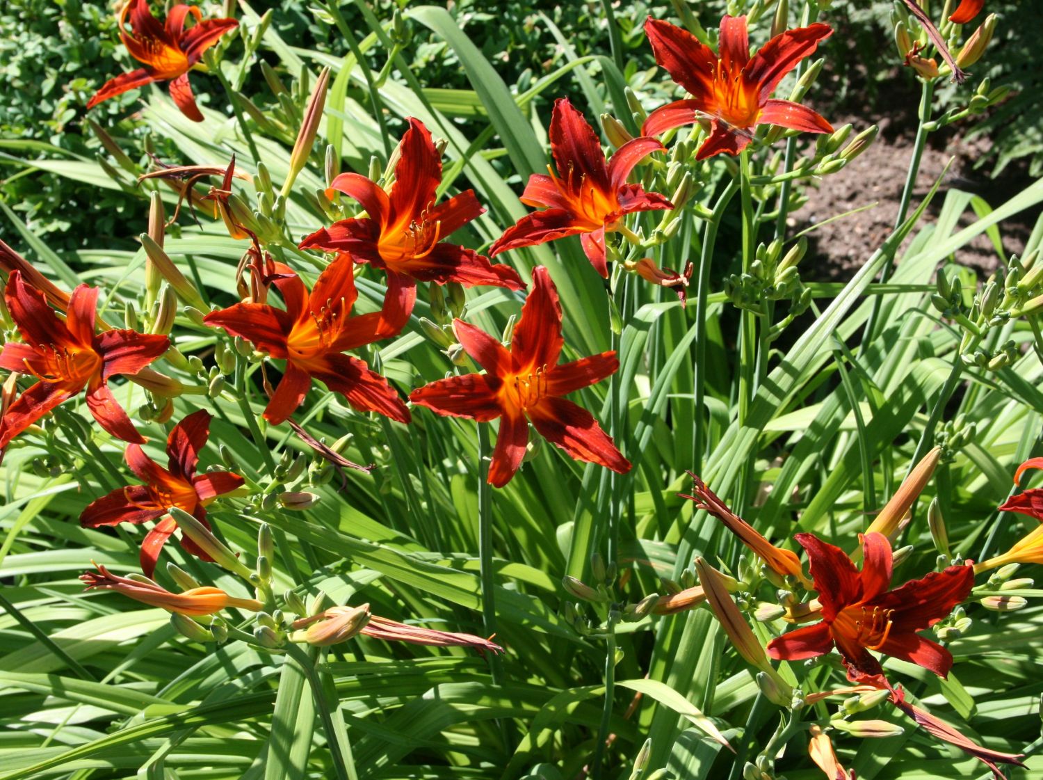 Taglilie ‘Crimson Pirate’ - Hemerocallis x cultorum ‘Crimson Pirate