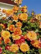 [Bild Strauchrose 'Sahara' �]