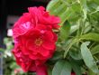 [Bild Kletterrose 'Flammentanz' �]