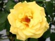 [Bild Kletterrose 'Goldstern' �]