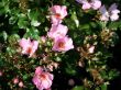 Rose Sweet Haze Foto Horstmann