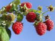 [Bild Himbeere 'Malling Promise']