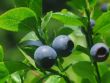 Heidelbeere `Earlyblue Fr�hreifend`