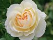 [Bild Strauchrose 'Flora Romantica' �]