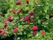 Bild 'Tayberry Medana'  �