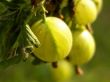 [Bild Stachelbeere 'Hinnonm�ki gelb']