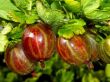 [Bild Stachelbeere 'Hinnonm�ki rot']