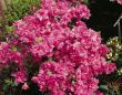 [Bild Japanische Azalee 'Petticoat']