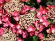 [Bild Tellerhortensie / Gartenhortensie 'Fasan']