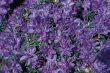 [Bild Rhododendron 'complexum']