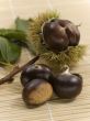 Castane sativa Edelkastanie Foto Horstmann