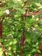 Rotholz Hartriegel / Purpur-Hartriegel `Sibirica`, 80-100 cm, Containerware