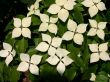 [Bild Amerikanischer Blumen-Hartriegel]