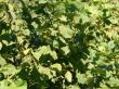 Baumschule Horstmann: Haselnuss / Waldhasel, 60-100 cm, Corylus avellana, Containerware