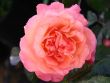 [Bild Edelrose 'Augusta Luise' �]