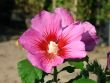 Garteneibisch `Hamabo`, Stamm 80 cm, 100-125 cm, Hibiscus syriacus `Hamabo`