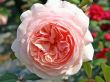 Rosa A Shropshire Lad  Containerware / Wurzelware günstig kaufen - billiger Versand - Baumschule Pflanzenversand Gartenpflanzen pfirsichrosa und öfterblühend