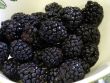 [Bild Brombeere 'Navaho' �]