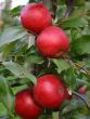 [Bild S�ulenapfel 'Red River' �]