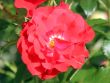 Rose Canzonetta Foto Horstmann