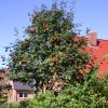 Vogelbeerbaum / Gewöhnliche Eberesche, 125-150 cm, Sorbus aucuparia