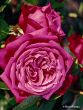 [Bild Edelrose 'Senteur Royale' �]