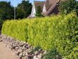 Baumschule Horstmann: Gelbe Gartenzypresse, 30-40 cm, Chamaecyparis lawsoniana `Stardust`