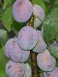 [Bild S�ulenpflaume 'Imperial']