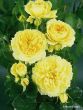 Rose China Girl Foto Horstmann