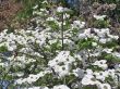 Baumschule Horstmann: Pazifischer Blumen-Hartriegel `Ascona`, 60-80 cm, Cornus nutallii `Ascona`