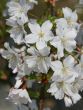 [Bild Zwergkirsche 'Brilliant' / Kurilenkirsche 'Brilliant']