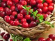 [Bild Cranberry / Gro�fr�chtige Moosbeere / Gesundheitsbeere]