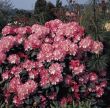 Baumschule Horstmann: Rhododendron Marlis , 25 - 30 cm, Rhododendron yakushimanum Marlis