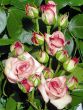 Rose Marietta Foto Horstmann