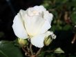 [Bild Kletterrose 'Schneewalzer' �]