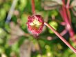 [Bild Clematis 'Majorie']