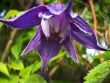 [Bild Clematis 'Pamela Jackman'  / Alpenwaldrebe]