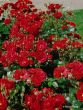Rose Ingrid Weibull Foto Horstmann