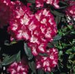 [Bild Rhododendron 'Eruption' (S)]