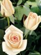 [Bild Edelrose 'Osiana' �]
