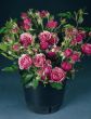 Rose Pink Babyflor Foto Horstmann