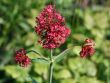 [Bild Garten Spornblume]