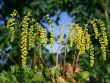 [Bild Goldtr�pfchen]